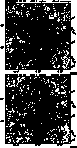 figure248