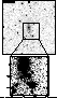 \begin{figure}
\includegraphics [width=12cm,clip]{fig6.eps}\end{figure}