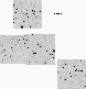 \begin{figure}
\includegraphics [width=18cm]{fig2_field1.ps}\end{figure}