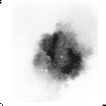 \begin{figure}
\includegraphics [height=10cm]{a24rn2ha.ps}
\end{figure}