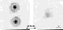 \begin{figure}
\resizebox{8cm}{!}{\includegraphics{ds9360f3.eps}}
\end{figure}