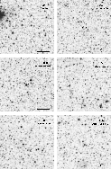 \begin{figure}\par\begin{tabular}{cc}
\psfig{figure=ds1873f08g.ps,angle=0,width=...
...psfig{figure=ds1873f08l.ps,angle=0,width=69mm}\\
\end{tabular}\par
\end{figure}