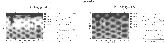\begin{figure}\par\includegraphics[width=15cm,clip]{figure13.eps}\par
\end{figure}